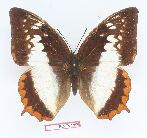  (Charaxes protoclea protonothodes - BC-EV1367)  @14 [ ] Unspecified (default): All Rights Reserved  Unspecified Unspecified
