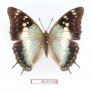  (Charaxes diversiforma - BC-EV1399)  @15 [ ] Unspecified (default): All Rights Reserved  Unspecified Unspecified