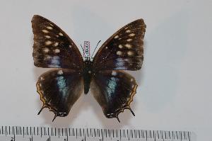  (Charaxes etheocles etheocles f.regalis - BC-Turl -0006)  @13 [ ] Unspecified (default): All Rights Reserved  Unspecified Unspecified