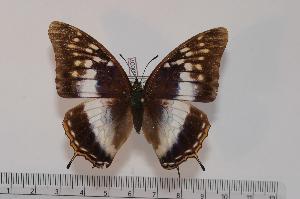  (Charaxes etheocles ssp - BC-Turl -0007)  @13 [ ] Unspecified (default): All Rights Reserved  Unspecified Unspecified