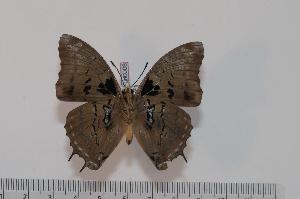  (Charaxes etheocles biinclinata - BC-Turl -0008)  @14 [ ] Unspecified (default): All Rights Reserved  Unspecified Unspecified
