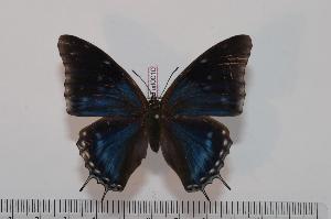  (Charaxes etheocles etheocles f.alladinis - BC-Turl -0010)  @13 [ ] Unspecified (default): All Rights Reserved  Unspecified Unspecified