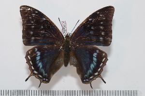  (Charaxes etheocles carpenteri f.alladinis - BC-Turl -0011)  @14 [ ] Unspecified (default): All Rights Reserved  Unspecified Unspecified