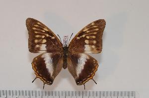  (Charaxes tessieri - BC-Turl -0014)  @14 [ ] Unspecified (default): All Rights Reserved  Unspecified Unspecified