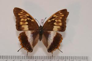  (Charaxes tessieri - BC-Turl -0015)  @14 [ ] Unspecified (default): All Rights Reserved  Unspecified Unspecified