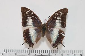  (Charaxes plantroui f.simonae - BC-Turl -0022)  @14 [ ] Unspecified (default): All Rights Reserved  Unspecified Unspecified