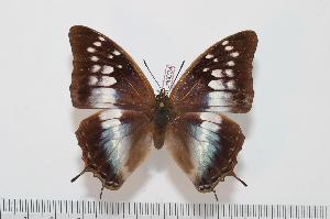  (Charaxes bocqueti - BC-Turl -0024)  @15 [ ] Unspecified (default): All Rights Reserved  Unspecified Unspecified