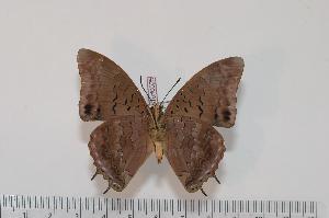  (Charaxes bocqueti ubangiensis - BC-Turl -0025)  @14 [ ] Unspecified (default): All Rights Reserved  Unspecified Unspecified