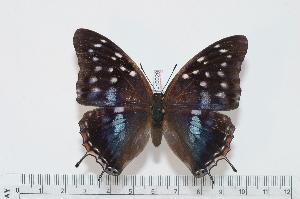  ( - BC-Turl -0028)  @13 [ ] Unspecified (default): All Rights Reserved  Unspecified Unspecified