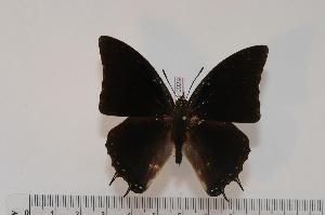  (Charaxes grahamei - BC-Turl -0029)  @14 [ ] Unspecified (default): All Rights Reserved  Unspecified Unspecified