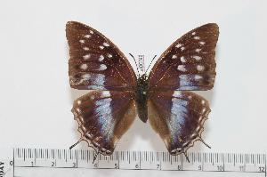 (Charaxes grahamei blue form - BC-Turl -0030)  @14 [ ] Unspecified (default): All Rights Reserved  Unspecified Unspecified