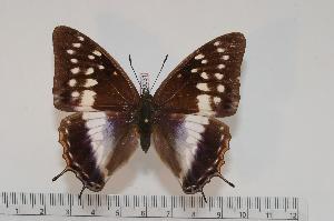  (Charaxes ghahamei f.lacteata - BC-Turl -0031)  @14 [ ] Unspecified (default): All Rights Reserved  Unspecified Unspecified
