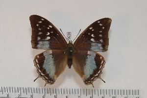  (Charaxes baileyi - BC-Turl -0035)  @14 [ ] Unspecified (default): All Rights Reserved  Unspecified Unspecified