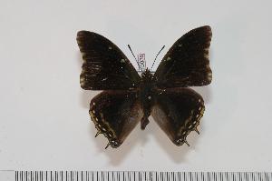  (Charaxes cedreatis - BC-Turl -0038)  @14 [ ] Unspecified (default): All Rights Reserved  Unspecified Unspecified