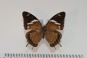  (Charaxes cedreatis f.protocedreatis - BC-Turl -0041)  @13 [ ] Unspecified (default): All Rights Reserved  Unspecified Unspecified