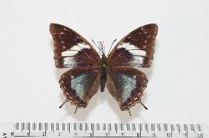  (Charaxes cedreatis f.vetula - BC-Turl -0043)  @13 [ ] Unspecified (default): All Rights Reserved  Unspecified Unspecified