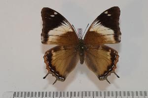  (Charaxes cedreatis f. thiryi - BC-Turl -0044)  @14 [ ] Unspecified (default): All Rights Reserved  Unspecified Unspecified
