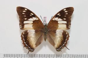  (Charaxes cedreatis f.inexpectata - BC-Turl -0046)  @14 [ ] Unspecified (default): All Rights Reserved  Unspecified Unspecified