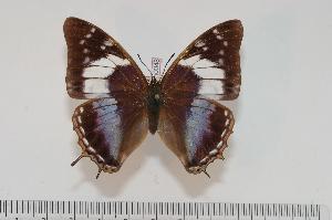  (Charaxes turlini f.turlini - BC-Turl -0048)  @14 [ ] Unspecified (default): All Rights Reserved  Unspecified Unspecified