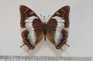  (Charaxes turlini f.giselae - BC-Turl -0049)  @13 [ ] Unspecified (default): All Rights Reserved  Unspecified Unspecified