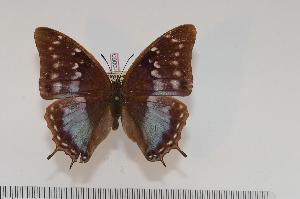  (Charaxes turlini f.adelinae - BC-Turl -0050)  @14 [ ] Unspecified (default): All Rights Reserved  Unspecified Unspecified