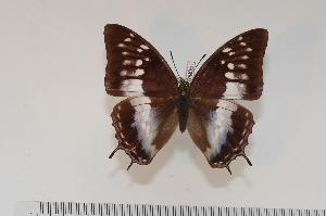  (Charaxes turlini f.isabellae - BC-Turl -0051)  @13 [ ] Unspecified (default): All Rights Reserved  Unspecified Unspecified