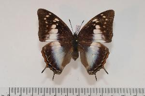  (Charaxes ethalion ethalion f.ethalion - BC-Turl -0053)  @13 [ ] Unspecified (default): All Rights Reserved  Unspecified Unspecified