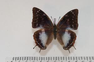  (Charaxes ethalion ethalion f.suppressa - BC-Turl -0054)  @13 [ ] Unspecified (default): All Rights Reserved  Unspecified Unspecified