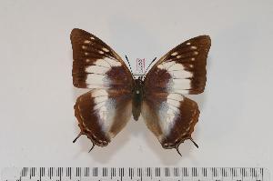  (Charaxes ethalion nyasicus f.giselae - BC-Turl -0056)  @14 [ ] Unspecified (default): All Rights Reserved  Unspecified Unspecified