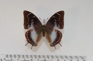  (Charaxes ethalion handmani f.cithaeronoides - BC-Turl -0057)  @14 [ ] Unspecified (default): All Rights Reserved  Unspecified Unspecified