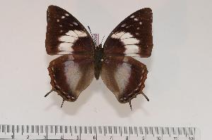  (Charaxes ethalion handmani f.rosae - BC-Turl -0058)  @14 [ ] Unspecified (default): All Rights Reserved  Unspecified Unspecified