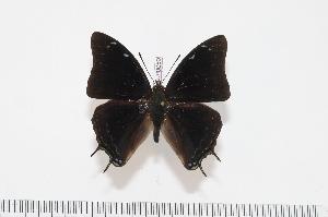  (Charaxes ethalion fisheri - BC-Turl -0059)  @13 [ ] Unspecified (default): All Rights Reserved  Unspecified Unspecified
