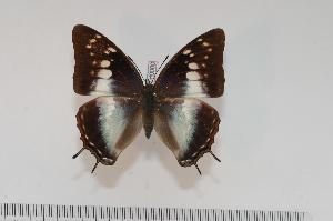  (Charaxes ethalion fisheri f.aurantimacula - BC-Turl -0060)  @13 [ ] Unspecified (default): All Rights Reserved  Unspecified Unspecified