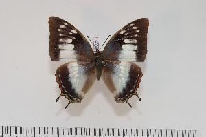  (Charaxes ethalion nyanzae f.ethalion - BC-Turl -0061)  @13 [ ] Unspecified (default): All Rights Reserved  Unspecified Unspecified