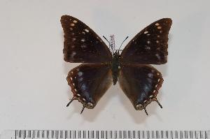  (Charaxes galawadiwosi f.galawadiwosi - BC-Turl -0064)  @13 [ ] Unspecified (default): All Rights Reserved  Unspecified Unspecified