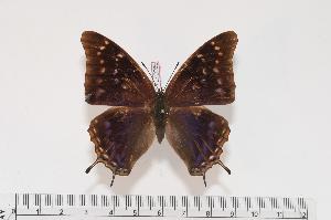  (Charaxes galawadiwosi f.katema - BC-Turl -0065)  @14 [ ] Unspecified (default): All Rights Reserved  Unspecified Unspecified