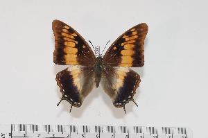  (Charaxes galawadiwosi f.carolinae - BC-Turl -0066)  @13 [ ] Unspecified (default): All Rights Reserved  Unspecified Unspecified