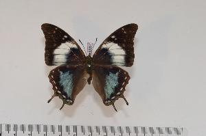  (Charaxes galawadiwosi f.genovefae - BC-Turl -0067)  @13 [ ] Unspecified (default): All Rights Reserved  Unspecified Unspecified