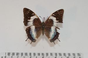  (Charaxes kheili f.curvilinea - BC-Turl -0069)  @13 [ ] Unspecified (default): All Rights Reserved  Unspecified Unspecified