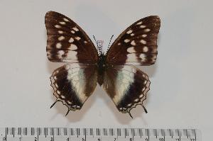  (Charaxes catochrous - BC-Turl -0071)  @14 [ ] Unspecified (default): All Rights Reserved  Unspecified Unspecified