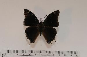  (Charaxes aubyni - BC-Turl -0074)  @14 [ ] Unspecified (default): All Rights Reserved  Unspecified Unspecified