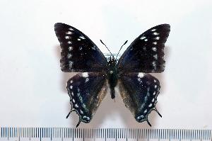  (Charaxes gallagheri - BC-Turl -0077)  @13 [ ] Unspecified (default): All Rights Reserved  Unspecified Unspecified