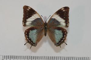  (Charaxes subrubidus f.atribasis - BC-Turl -0085)  @14 [ ] Unspecified (default): All Rights Reserved  Unspecified Unspecified