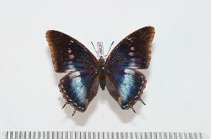  (Charaxes virilis virilis f.blandini - BC-Turl -0086)  @14 [ ] Unspecified (default): All Rights Reserved  Unspecified Unspecified