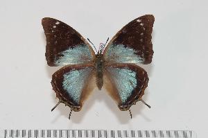  (Charaxes chintechi f.pseudophaeus - BC-Turl -0095)  @13 [ ] Unspecified (default): All Rights Reserved  Unspecified Unspecified