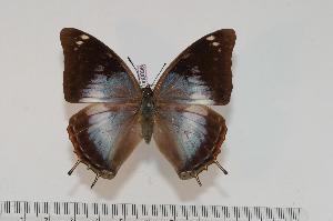  (Charaxes chintechi f.chintechi - BC-Turl -0096)  @15 [ ] Unspecified (default): All Rights Reserved  Unspecified Unspecified
