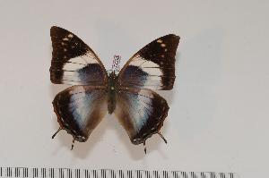  (Charaxes chintechi f.pseudomanica - BC-Turl -0098)  @15 [ ] Unspecified (default): All Rights Reserved  Unspecified Unspecified