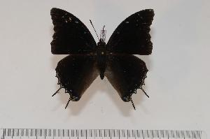  (Charaxes usambarae usambarae - BC-Turl -0103)  @14 [ ] Unspecified (default): All Rights Reserved  Unspecified Unspecified