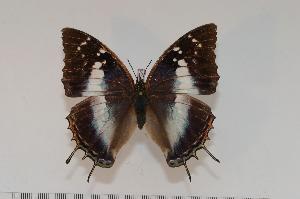  (Charaxes usambarae usambarae f.collinsi - BC-Turl -0104)  @14 [ ] Unspecified (default): All Rights Reserved  Unspecified Unspecified