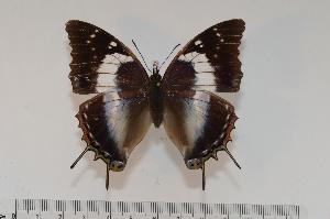  (Charaxes usambarae usambarae f.usambar - BC-Turl -0105)  @14 [ ] Unspecified (default): All Rights Reserved  Unspecified Unspecified